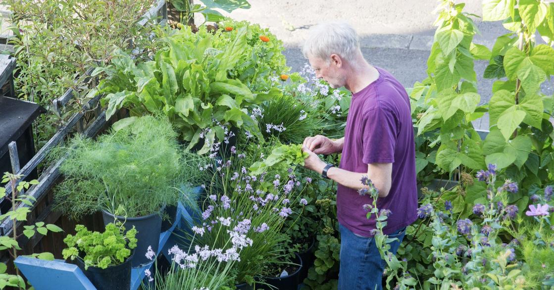 Picking salad in front yard