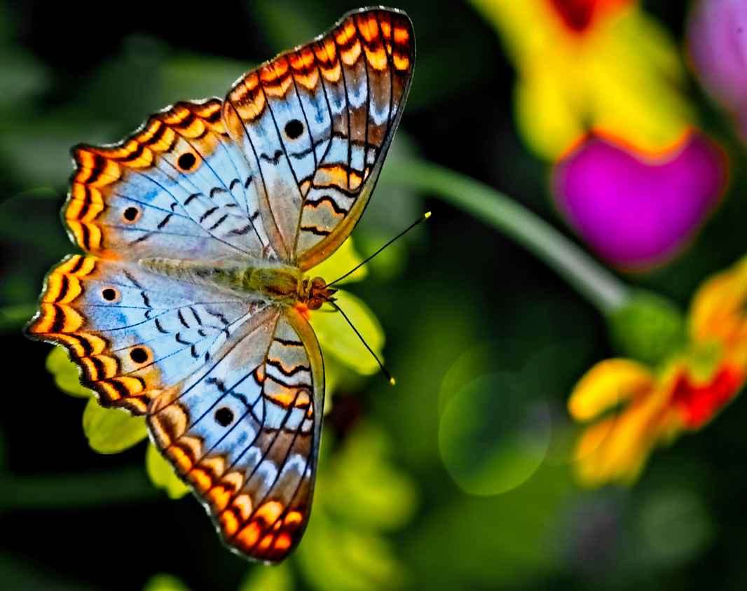 IMAGE | Colourful Butterfly