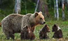 bear-family