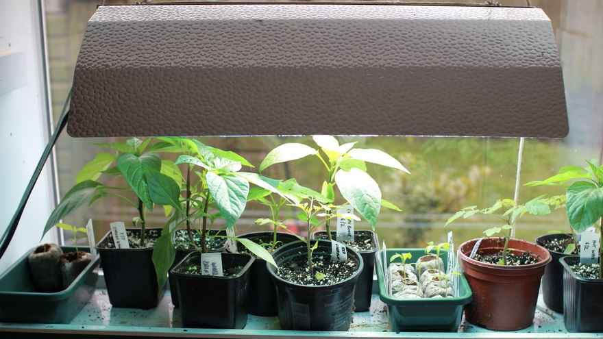Starting Seedlings Under a Grow Light in March