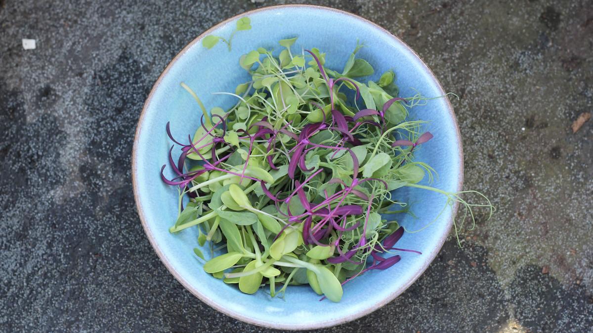 A container grown March Salad