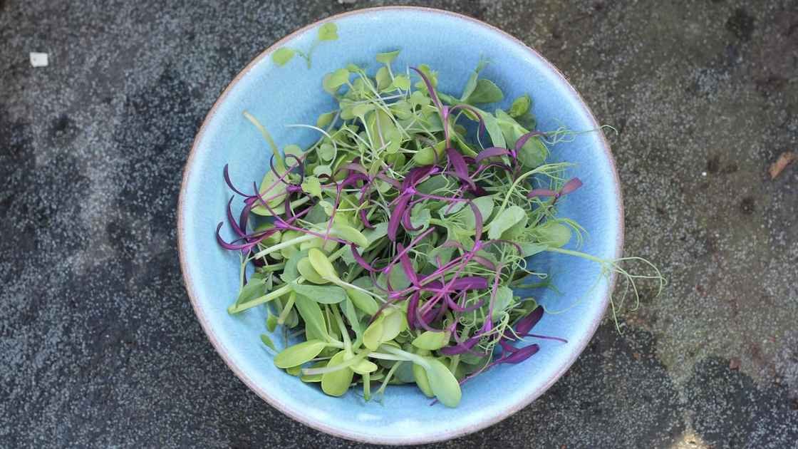 A container grown March Salad