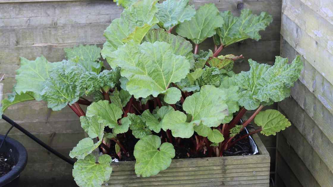 Rhubarb growing in a container in March
