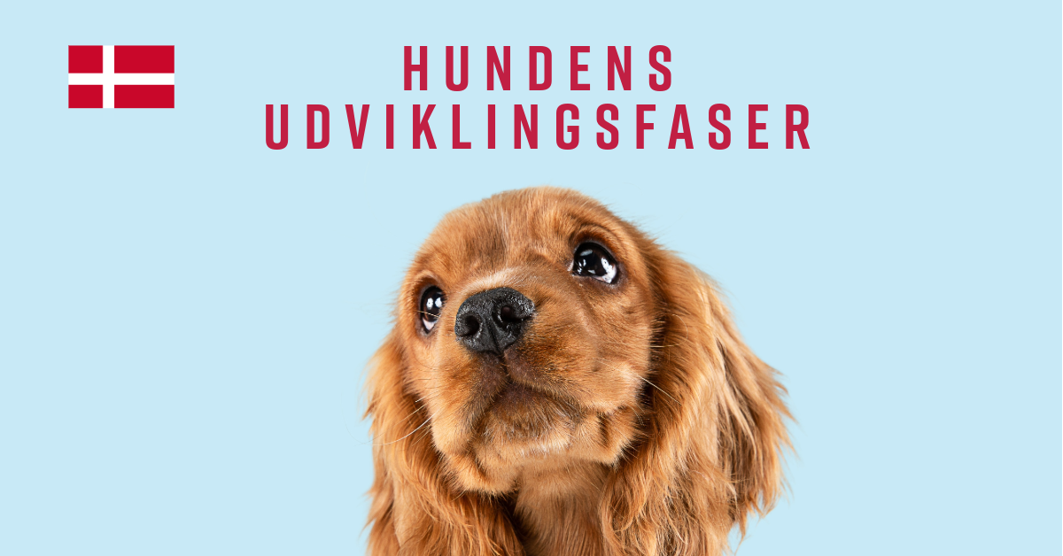 Hundens udviklingsfaser-2 (2)