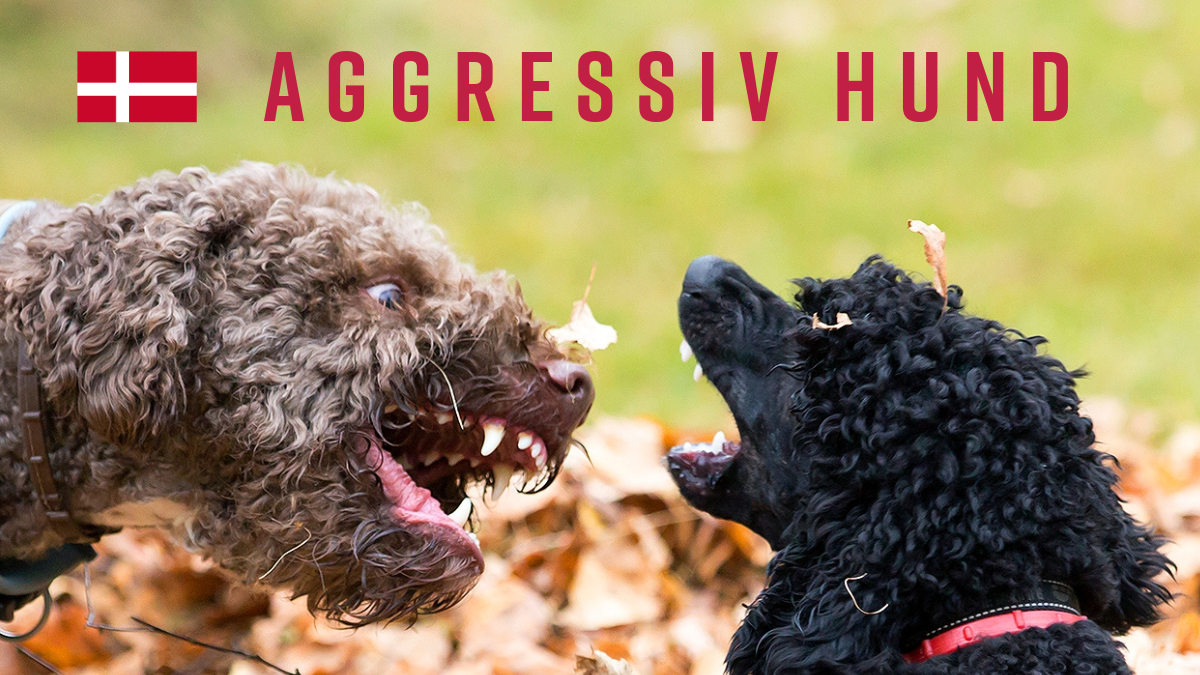 Aggressiv hund-2 (2)