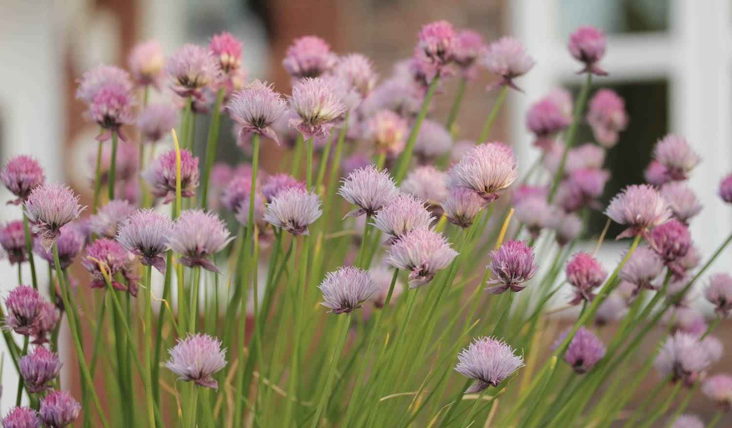 Chive Flowers-1