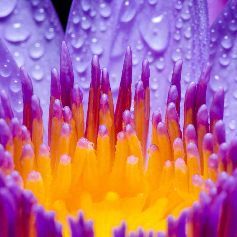 Yellow-purple-lotus-flower-square-800x800