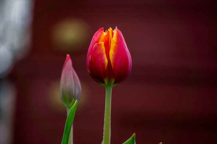 tulip blossom