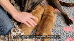 #3. 3-5 weeks - Dog's Developmental Stage. The puppies have now opened their eyes and ears. They leave the puppy box and start exploring their surroundings.