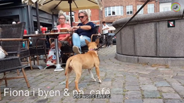 8 Days Training with a Nervous Dog - Day 3 - in a cafe - Fiona