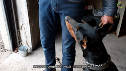 Day 3 - Nervous dog meets other dogs for the first time - Dobermann Ailyn