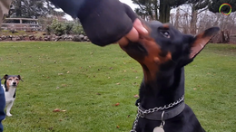 Day 4 - Nervous dog is introduced to the 'No-exercise' - Dobermann Ailyn