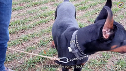 Day 5 - Learn to walk nicely with your nervous dog - Dobermann Ailyn