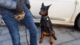 Day 7 - Teach your nervous dog to walk in the city - Dobermann Ailyn