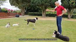 #7 - Resource guarding and impulse control with 3 other dogs, Part 1