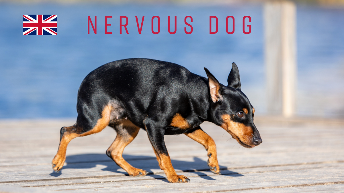 Nervøs hund-2 (2)