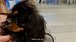 5. Travel with your dog. How to handle the airport