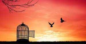 two-birds-escaping-from-bird-cage-300x156