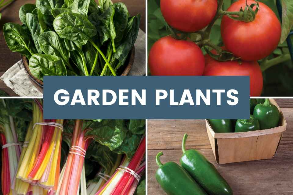 garden plants featured products