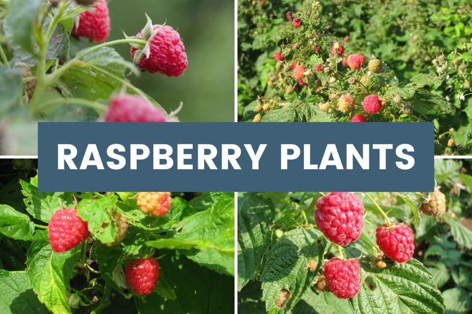 raspberry plants featured products