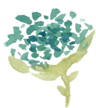 JS-icon-TURQUISE_FLOWER_01