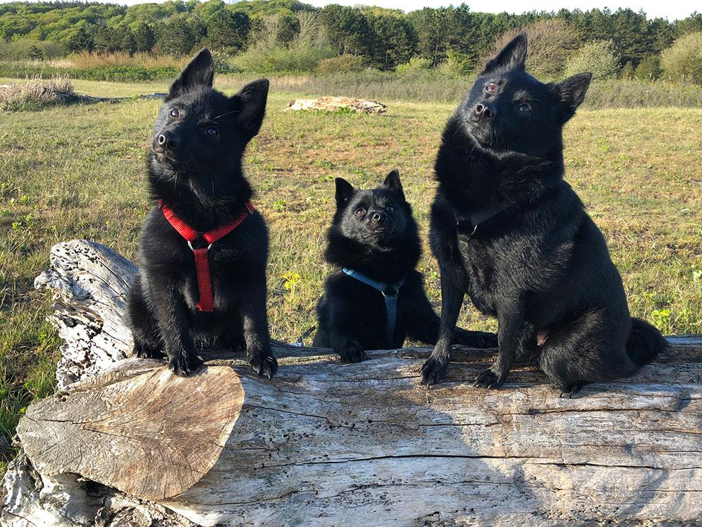 Små søde familiehunde - web