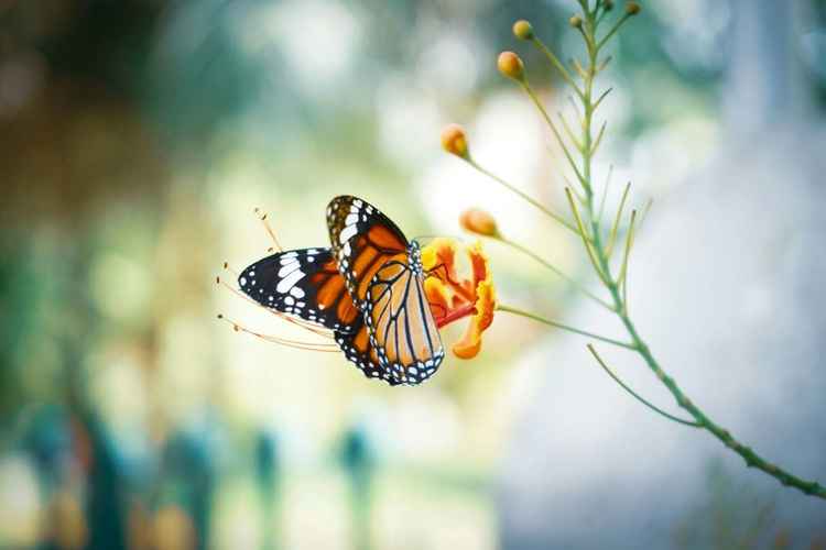 butterfly-on-orange-flower