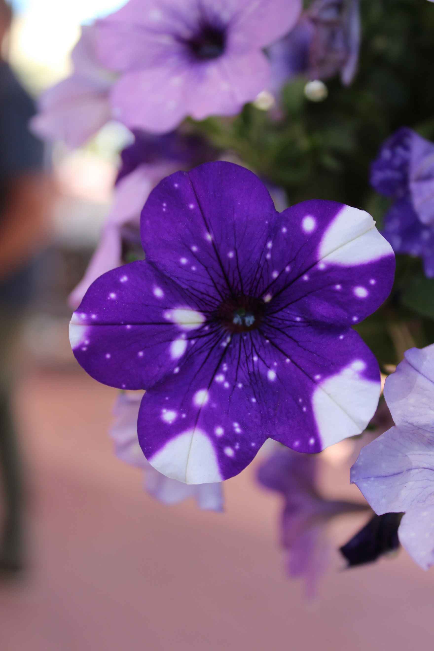 photo-purple flower