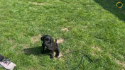 3. Maddie - Collar, leash and pees ahead of time