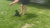 4. Maddie - How you avoid the puppy biting and playing with the long leash on a stand-about