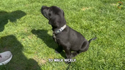 6. Maddie - Exercise 2 TARGET, dogs are curious, hence it will want to sniff or poke your hand