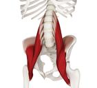 ilio-psoas.jpg-1