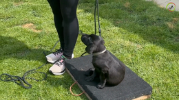 10. Maddie - Exercise 1 - Sit beside me - Phase 1 in the learning phase