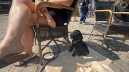 14. Maddie - Cafe visit, what we have already trained at home, should now be established out in the real world, Maddie is 9 weeks old