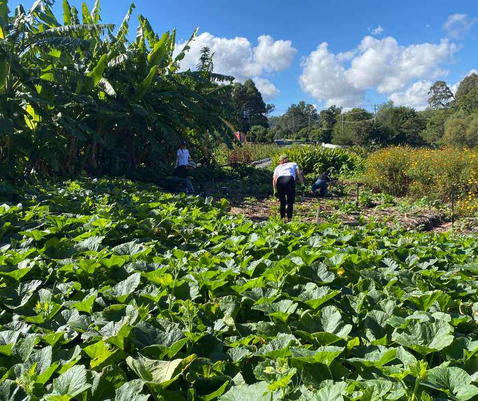 pumpkin patch