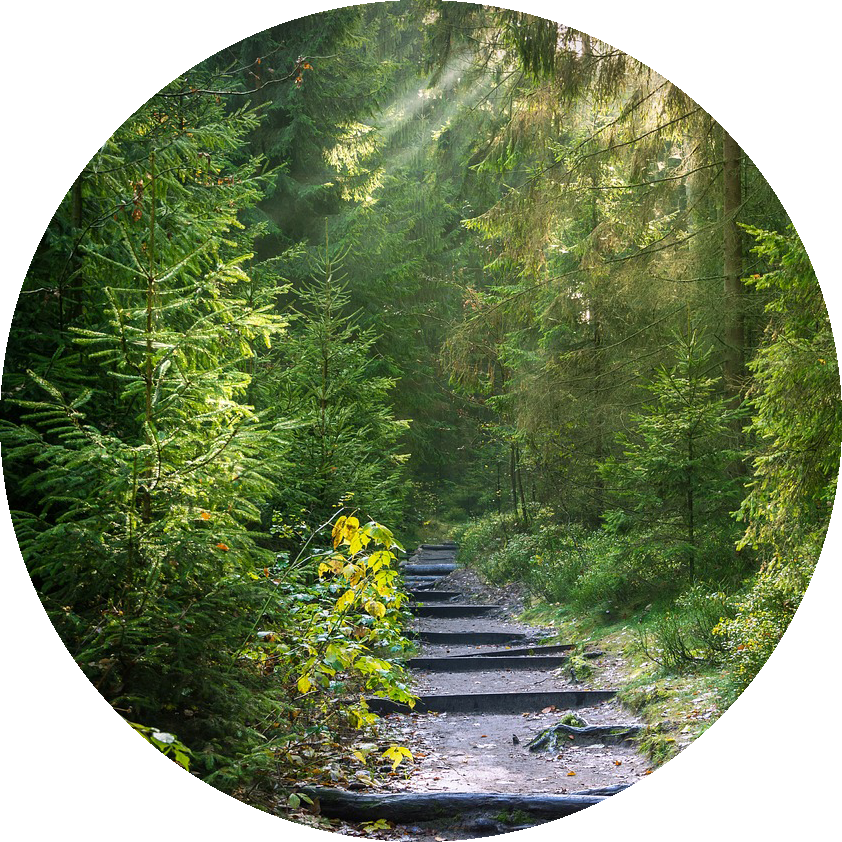 Skov_sti_rødder_free_cirkel