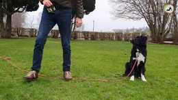 12. Dog Adolescence, Exercise #6, Stay where you can walk in a half moon in front of the dog - Skipper - Captions