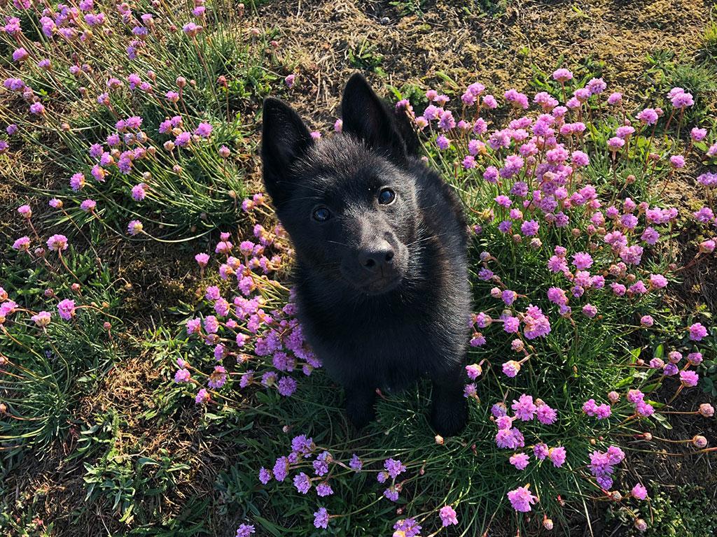 Sofus sød hundehvalp - web