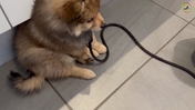 7. Leash and collar - The sooner you start the better, if the puppy bites the leash, it is better to take it off, when it is behind a gate and start walking when training. Bubber - Captions