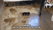 12. Week 9 - Socialization, introduce your pup to your everyday life. Lulu - Captions