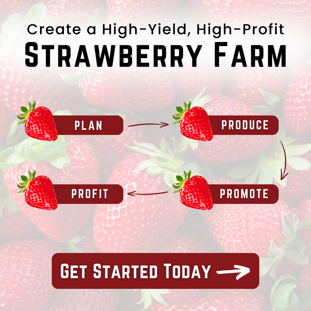 V1 AD Strawberry Farm