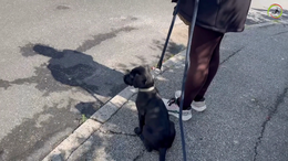 15. Maddie - On her first real stroll with various stimuli, now Maddie can fall back on all that she has learnt so far - Captions