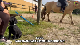 17. Maddie - Horses and other animals can be a big thing for a puppy, hence we show them all the animals we can, here Maddie shows what she has learnt in regards to stimuli - Captions