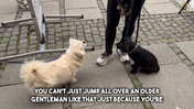 21. Maddie - Meets an adult dog, Maddie starts carefully, until the other shows that it hasn't bad intentions, but from there, YOU must work on still keeping it polite - Captions