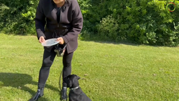 25. Maddie - A fun, but also serious game, where we train patience, recall, search and come come after a completed task - Captions