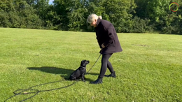 26. Maddie - New place, same exercises that Maddie knows, to get success it is important to be patient, since there is new stimuli - Captions