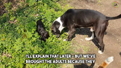 #7 - 4 - 7 months - Herd development. Dog Developmental Stages - Captions