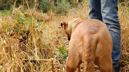 #11 BONUS - Heat. How you handle it. Dog Developmental Stages - Captions