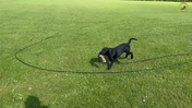 29. Maddie - Dummy training out in the open, I suggest you watch the course "Dummy training" to see how you can get started - Caption
