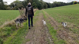 27. Walking with five dogs - Captions